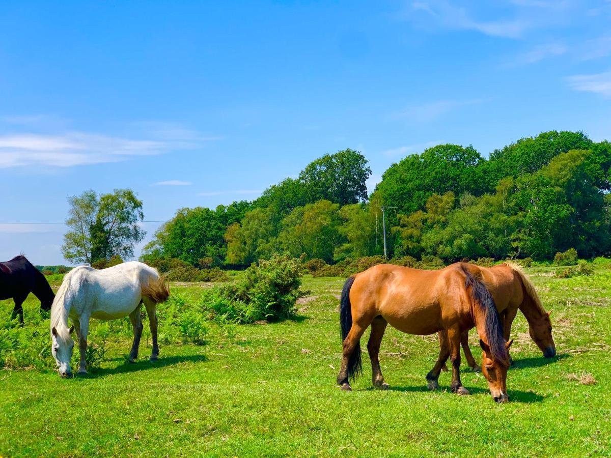 Forest Haven Sway Eksteriør billede