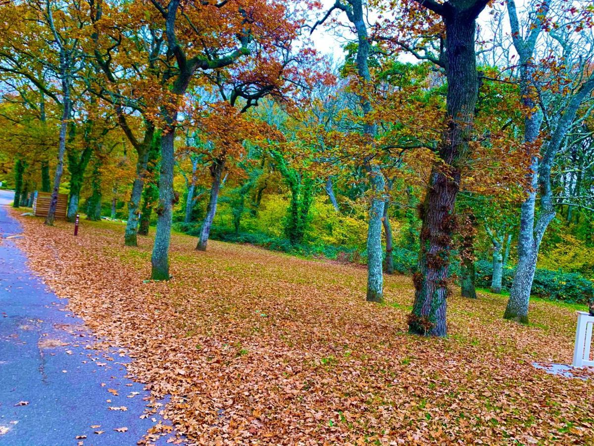 Forest Haven Sway Eksteriør billede